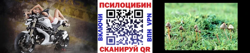 где продают   Алагир  Галлюциногенные грибы Cubensis 